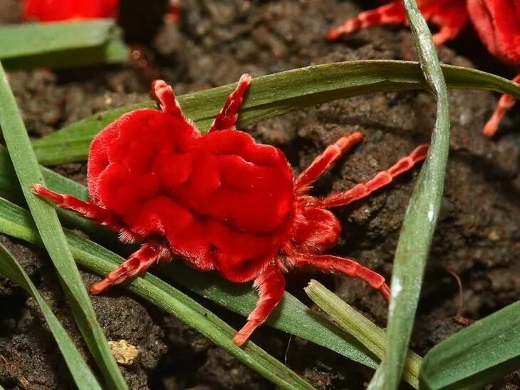 Красный клещ фото Клещ-краснотелка Velvet mite, Velvet mites, Insects