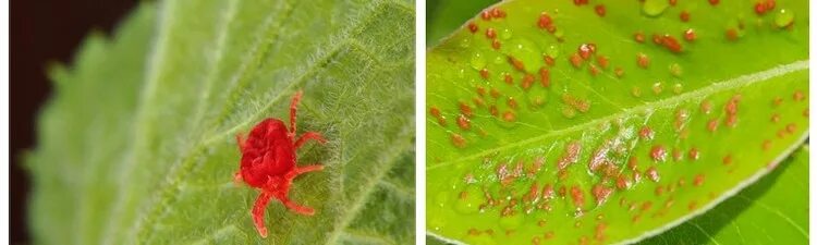 Красный клещ на мильтонии фото Проблемы с грушей. - 9 ответов форум Babyblog