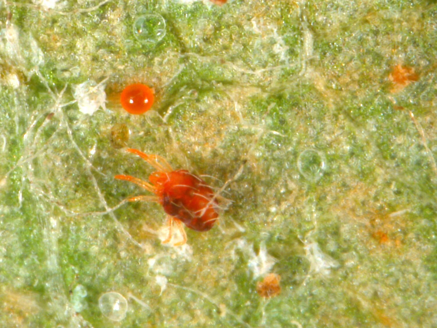 Красный клещ на мильтонии фото Panonychus ulmi Insect & Mite Guide Center for Agriculture, Food, and the Enviro