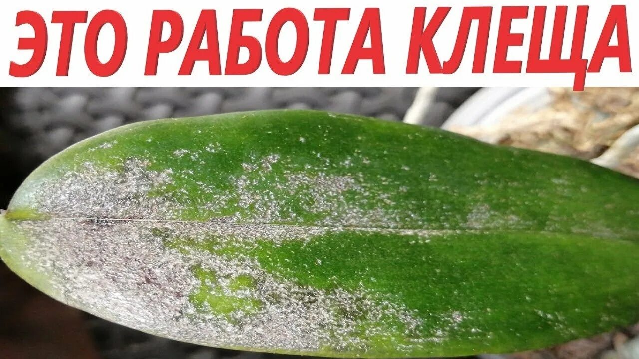 Красный клещ на орхидеях фото Орхидейные монстры. Красный клещ. Цикл видео "под микроскопом" - YouTube
