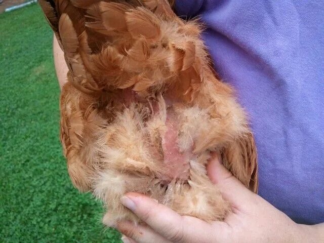 Красный клещ у кур фото Scaly leg mites, feathers falling out, bumble BackYard Chickens - Learn How to R