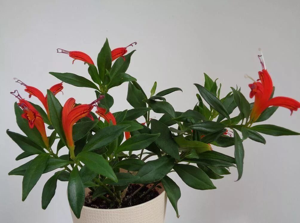 Красный комнатный цветок фото и название Лиана Эсхинантус (Aeschynanthus) комнатная купить в СПб в интернет - магазине