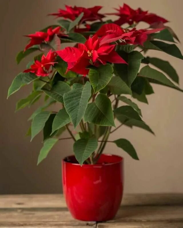 Красный комнатный цветок фото и название 23 Most Beautiful Houseplants You Never Knew About Tanaman
