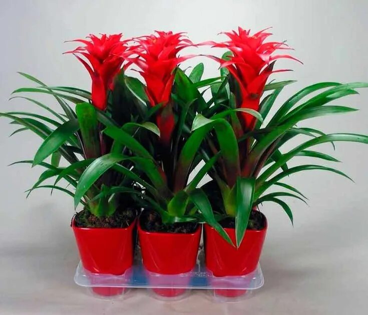 Красный комнатный цветок фото и название Гузмания Indoor flowers, Petals, Flowers