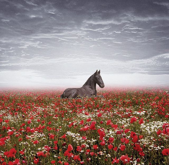 Красный конь фото "The air of heaven is that which blows between a horse's ears." An Arabian prove