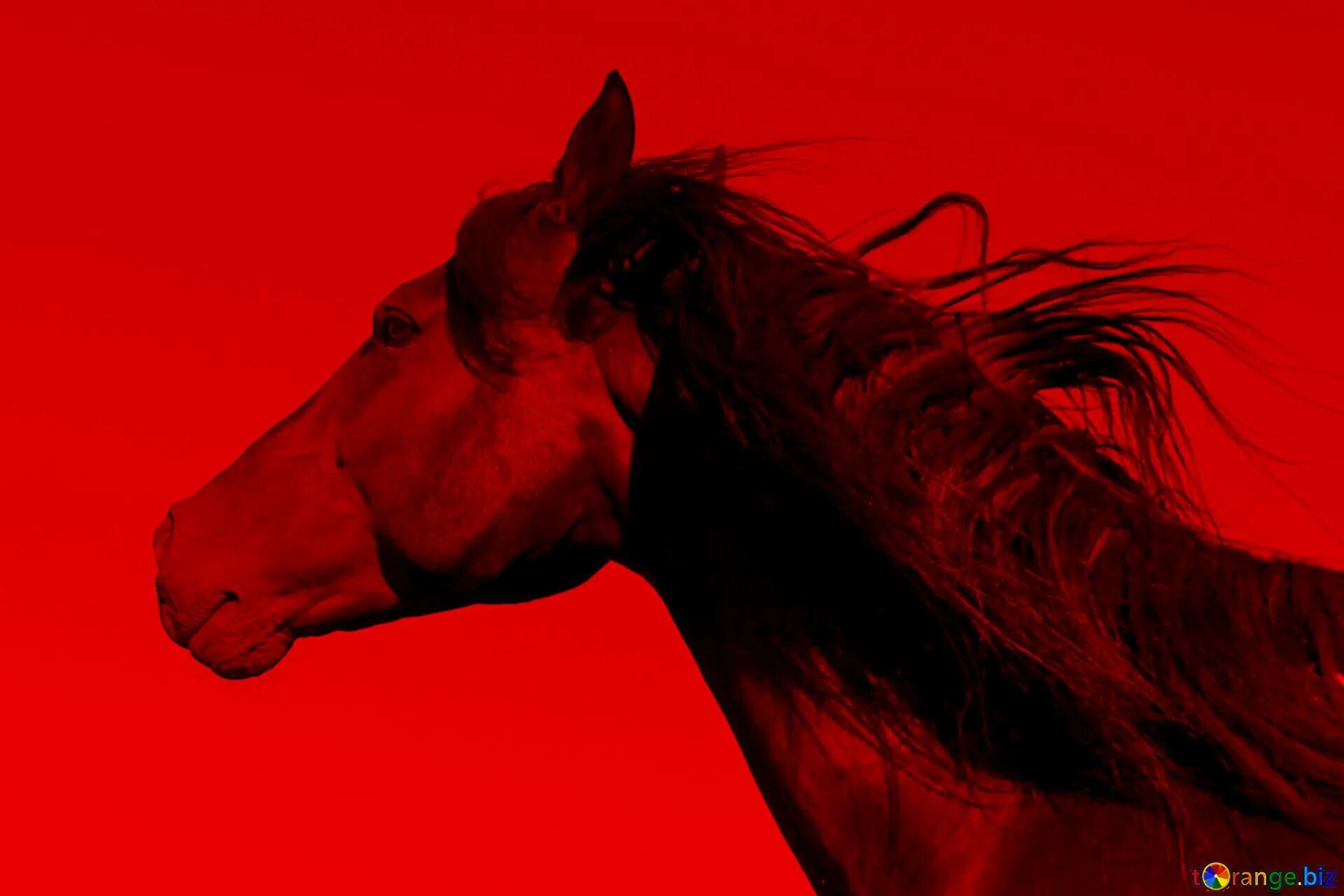 Красный конь фото Red horse фото YugNash.ru