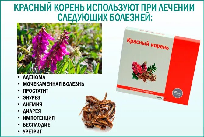 Красный корень фото Красный корень фото - ViktoriaFoto.ru