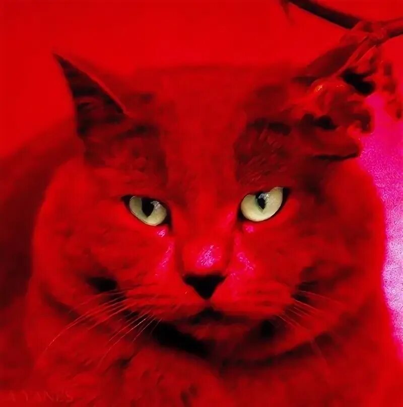 Красный котик фото Red Cat Rojo pasion, Rojo, Gatos