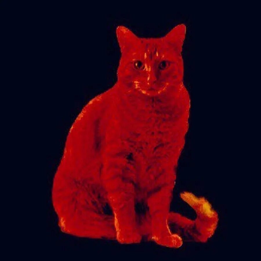 Красный котик фото RED CAT - Качественный контент - нет - YouTube