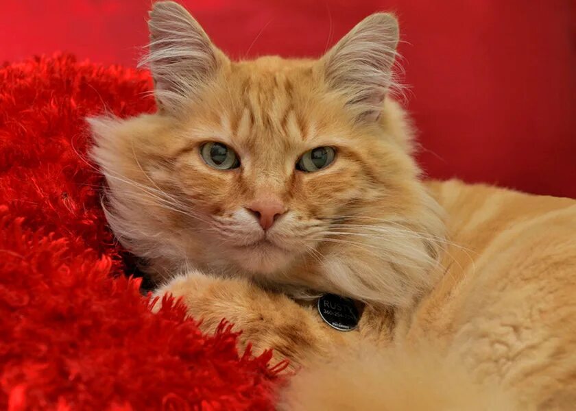 Красный котик фото Пазл "Рыжее на красном" из 140 элементов Собрать онлайн пазл № 89368