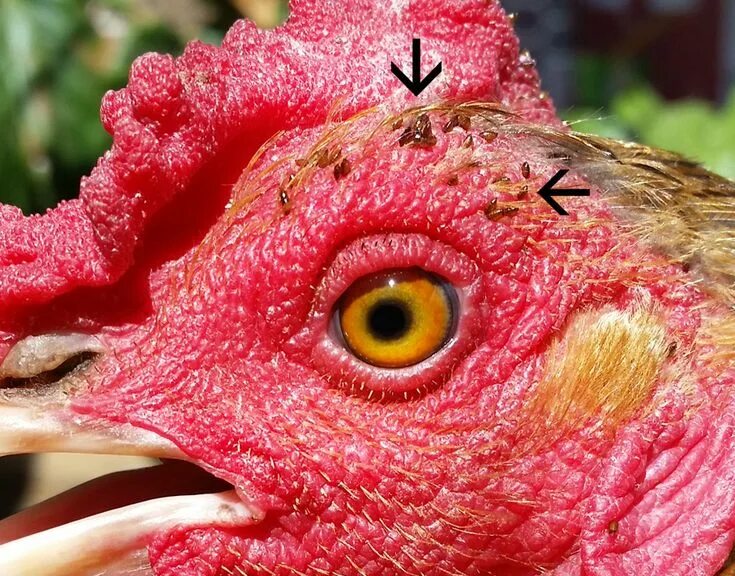 Красный куриный клещ фото Fowl Play: Diverse Parasites Infest Backyard Chickens Poulets de basse-cour, Pou