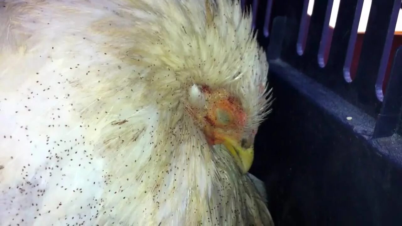 Красный куриный клещ как выглядит Bellbowrie Vet - Bird Mites on a Chicken - YouTube
