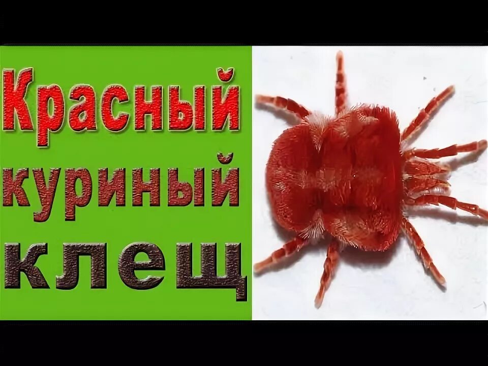 Красный куриный клещ как выглядит Клещи у кур. Красный куриный клещ. - YouTube