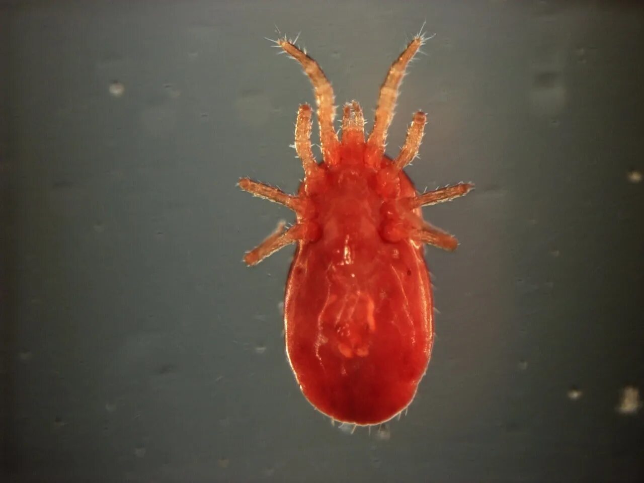 Красный куриный клещ как выглядит Proven monitoring traps use quantitative results to tackle red mite The Poultry 