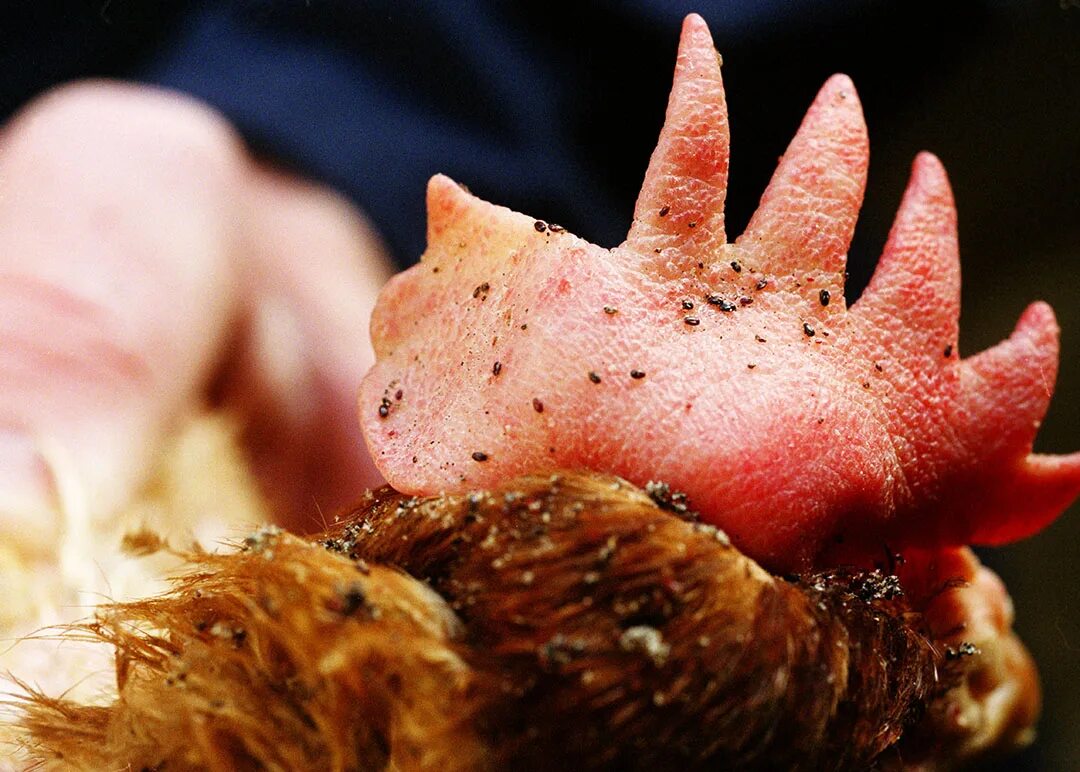 Красный куриный клещ как выглядит Sequencing the poultry red mite genome - Farmers Weekly