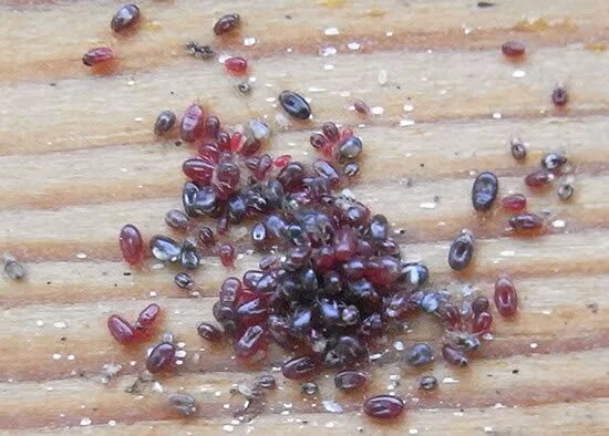 Красный куриный клещ как выглядит Red poultry mite - Album on Imgur