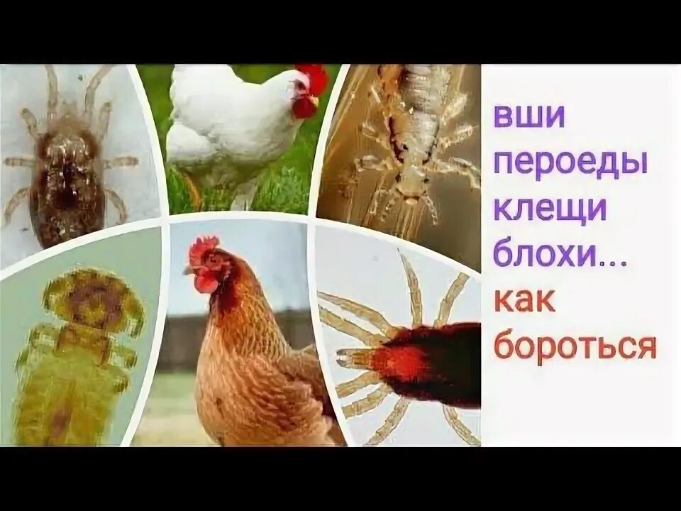 Красный куриный клещ как выглядит Красный куриный клещ, вши, блохи... и как с ними бороться... Разведение кур, Дом