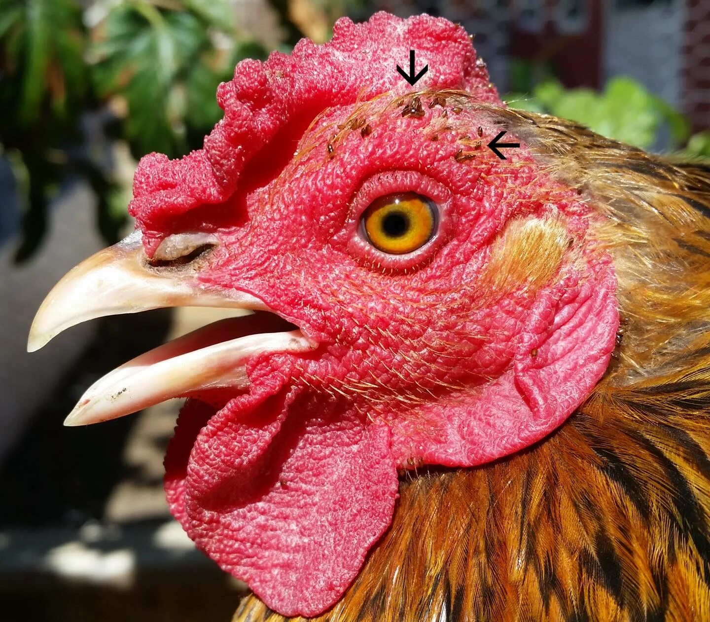Красный куриный клещ как выглядит Chicken with Fleas IMAGE EurekAlert! Science News Releases