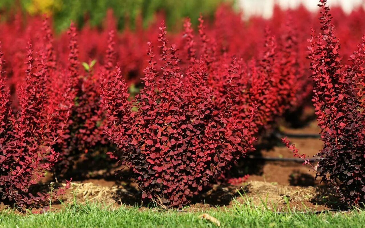 Красный кустарник название фото Барбарис Тунберга Венис (Berberis thunbergii Venice) Саженец/20-30см./1 год/Откр