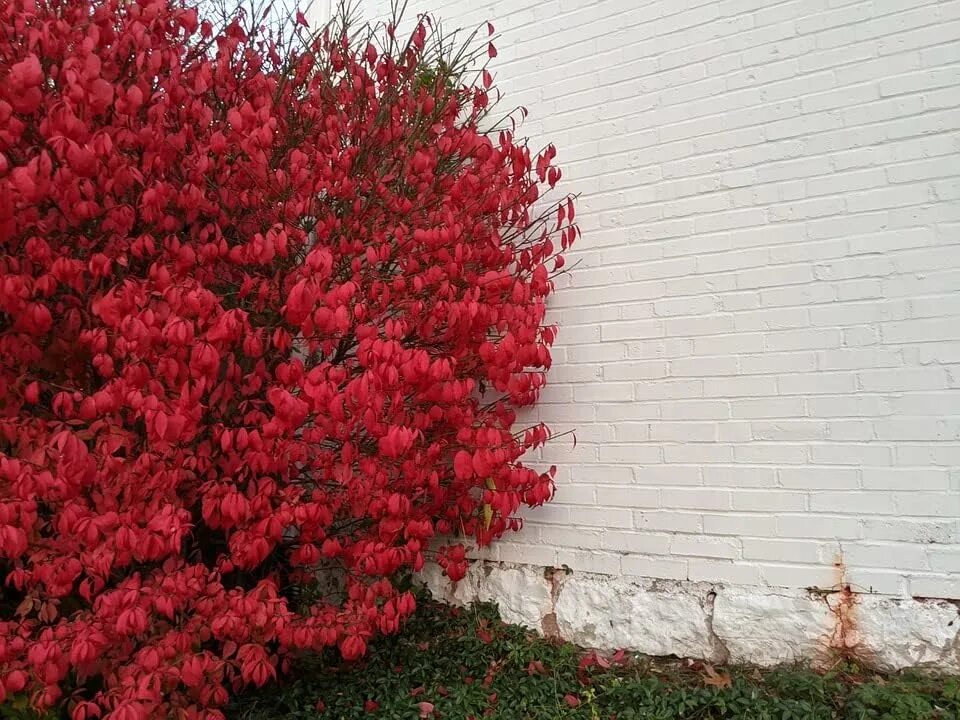 Красный кустарник название фото Amazon.com : Brighter Blooms - Burning Bush (2 gal.) : Patio, Lawn & Garden