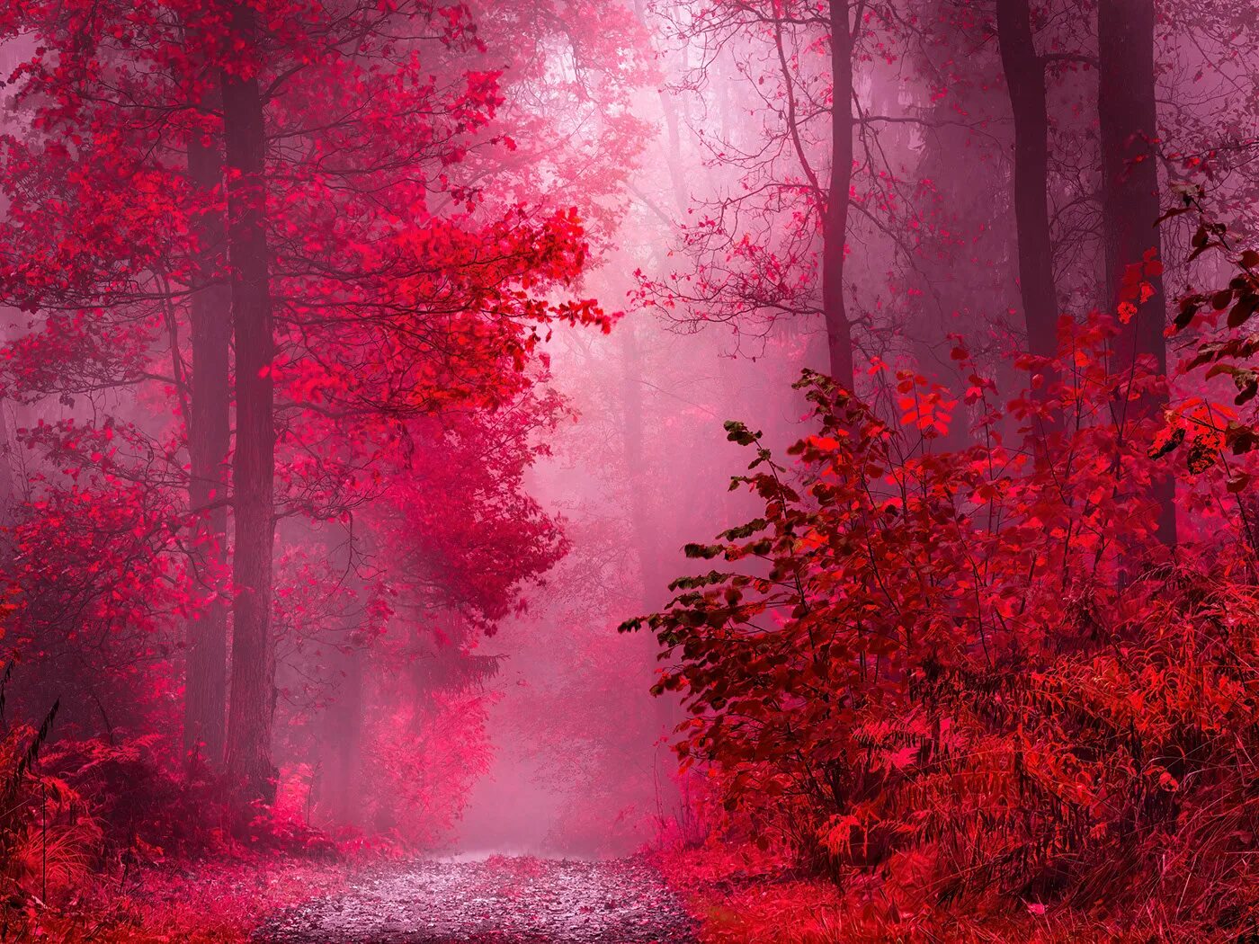 Красный лес краснодарский край фото Dominant warm colors :: Behance