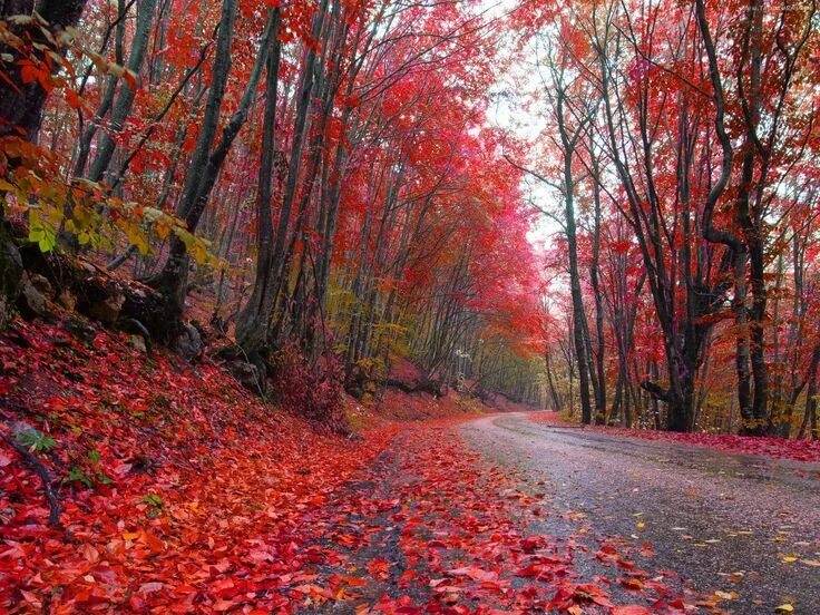 Красный лес краснодарский край фото Pin on Czerwone