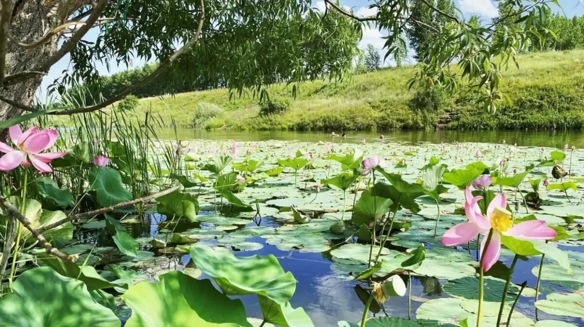 Красный лотос воронежская ул 52 фото Цветы раздора. Воронежские дачники поскандалили с туристами из-за лотосов