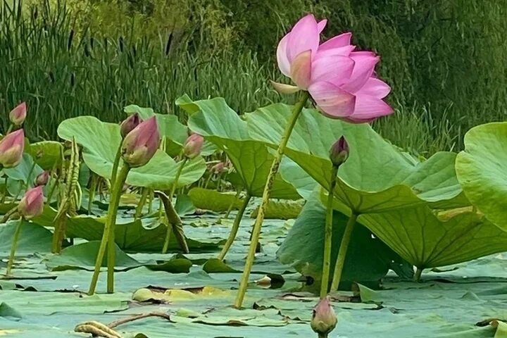 Красный лотос воронежская ул 52 фото В Воронежской области зацвели лотосы - МК Воронеж