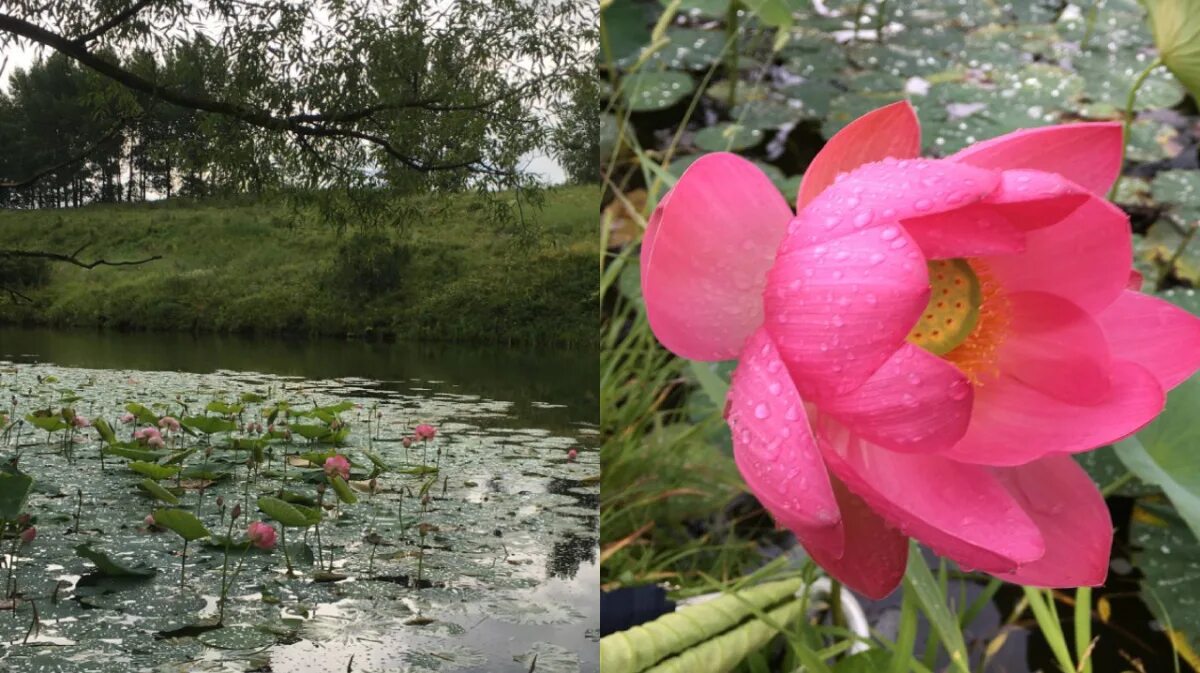 Красный лотос воронежская ул 52 фото Воронежцы поделились кадрами распустившихся лотосов на уникальном пруду