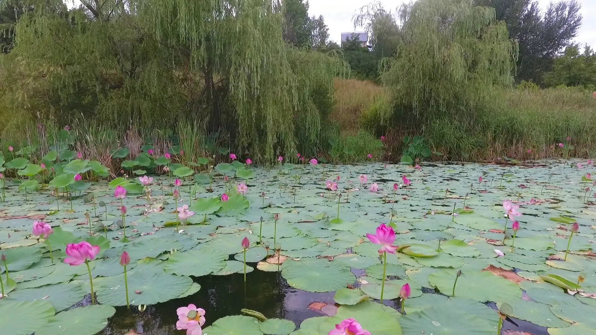 Красный лотос воронежская ул 52 фото Воронежцы сняли на видео драку с туристами возле уникального пруда с лотосами - 
