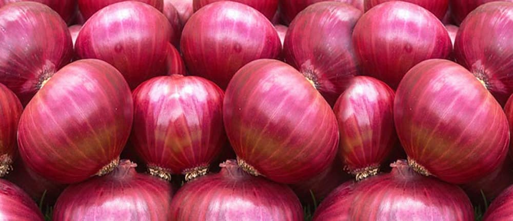 Красный лук фото ONION tradekorea