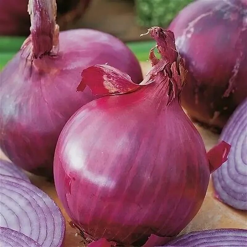 Красный лук сорта фото ONION RED BRUNSWICK 1000 SEEDS eBay