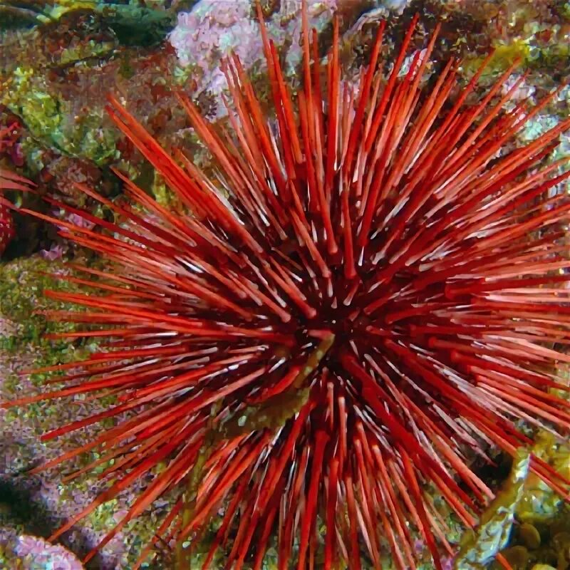 Красный морской еж фото Five Sea Creatures to Avoid at the Shore