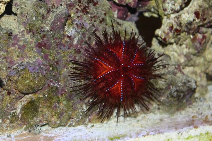 Красный морской еж фото новый житель Морской еж красный диадемовый Astropyga radiata