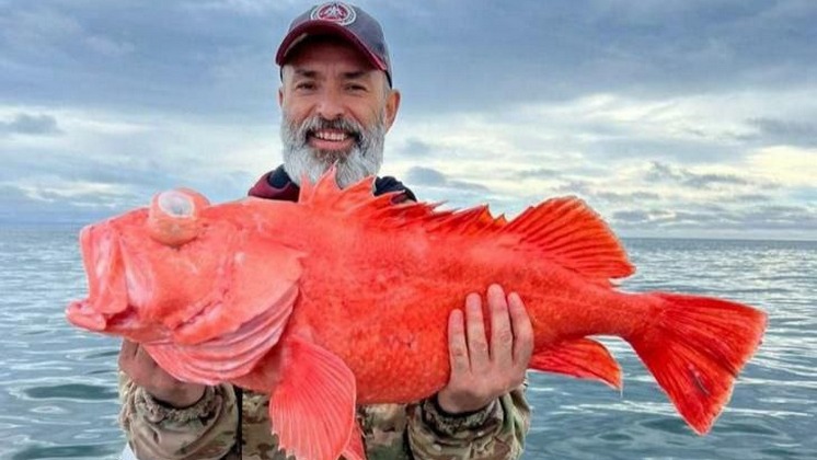 Красный окунь фото Общество - Рыбак из Новосибирска поймал огромного морского окуня в Тихом океане 