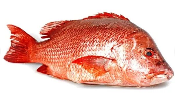 Красный окунь фото Красный окунь. Фотография из альбома Вся продукция - 20 из 23 ВКонтакте