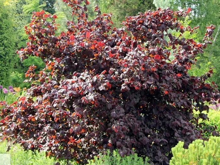 Красный орех дерево фото и описание Лещина обыкновенная "Red Majestic" (Ред Маджестик): купить саженцы в Москве - Ро
