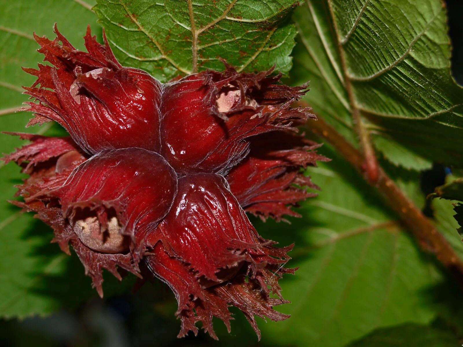 Красный орех дерево фото и описание Лещина : Corylus Red Majestic-ЛЕЩИНА РЕД МАДЖЕСТИК ШТАМБ