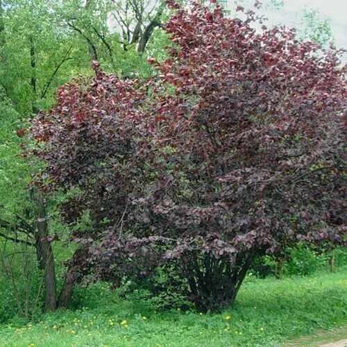 Красный орех дерево фото и описание Лещина крупная/Corylus maxima купить в садовом центре Сейма-Гарден - Садовый цен