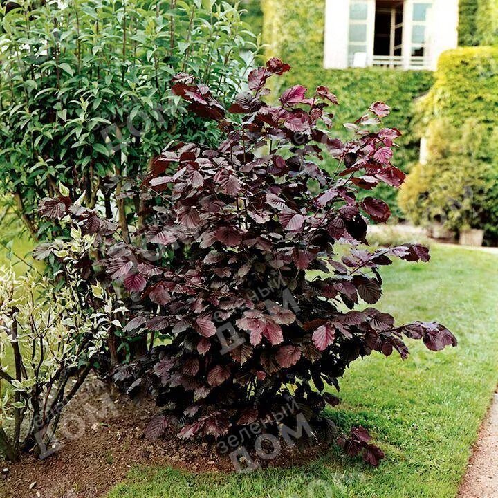 Красный орех дерево фото и описание Лещина обыкновенная Purpurea - Купить саженцы в Екатеринбурге в интернет-магазин