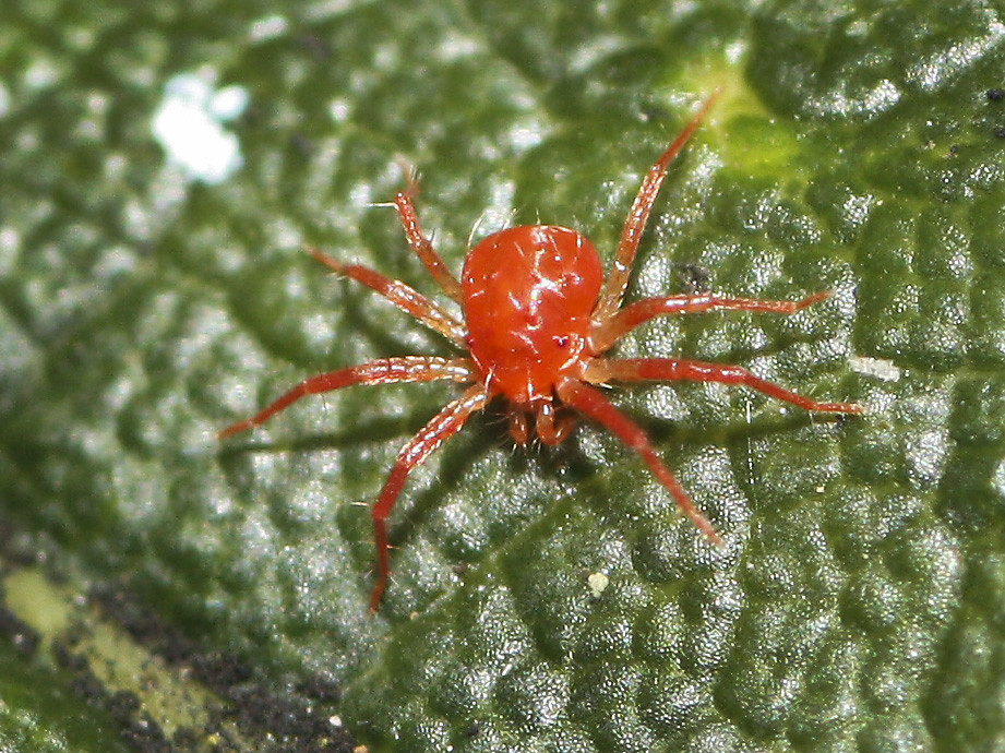 Красный паук фото Tiny Red Spider ( 2mm) Wicksteed Park Nature Trail Ketter. Flickr