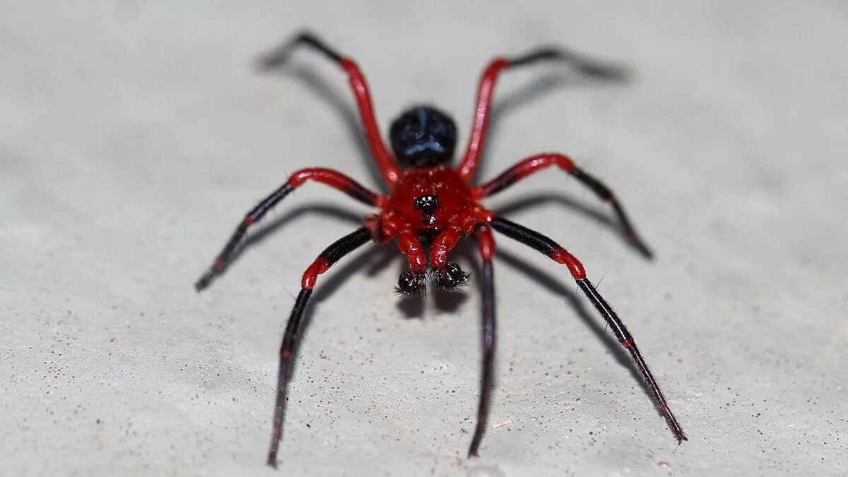 Красный паук фото The Wandering Red & Black Spider - Steemit