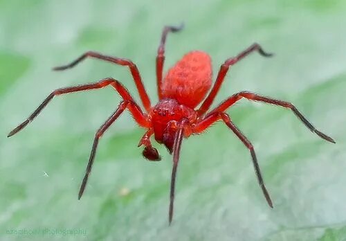 Красный паук фото Red Boxing Spider