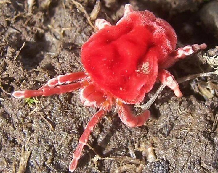 Красный паук фото red spider mite.. Velvet mites, Insect species, Different types of animals