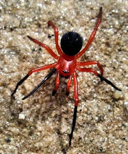 Красный паук фото и названия Red & Black Spider (Ambicodamus southwelli) This tiny Red . Flickr