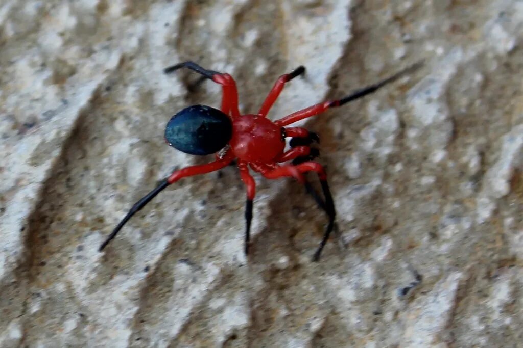 Красный паук фото и названия Ambicodamus crinitus (Red and Black Spider) Red and Black . Flickr