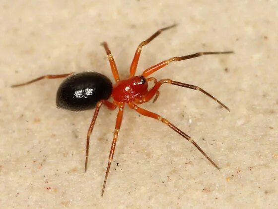 Красный паук фото и названия tiny black and red spider, photo #3216 - Walckenaeria auranticeps - BugGuide.Net