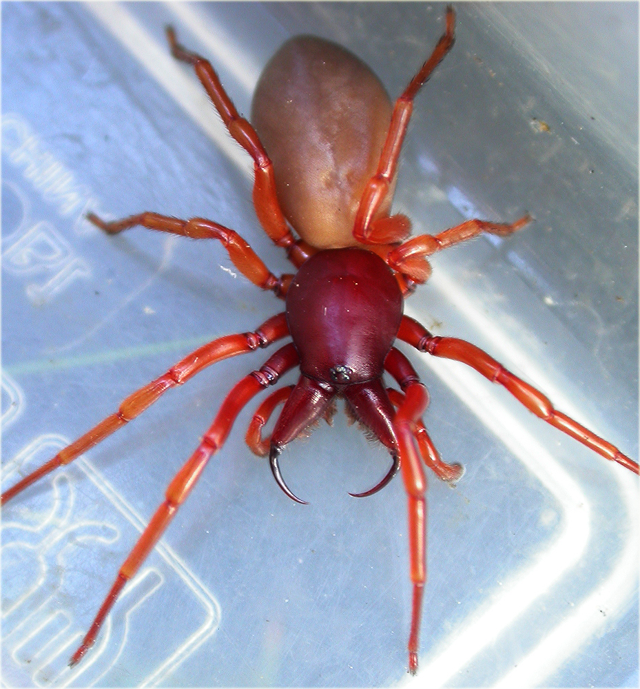 Красный паук фото и названия Arachnerds: Woodlouse Spiders - Dysdera sp.