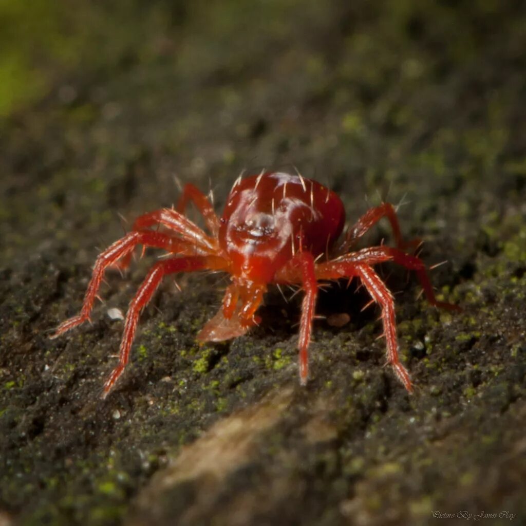 Красный паук фото и названия Red Spider Mite Another Red Spider Mite, possibly Tetranyc. Flickr