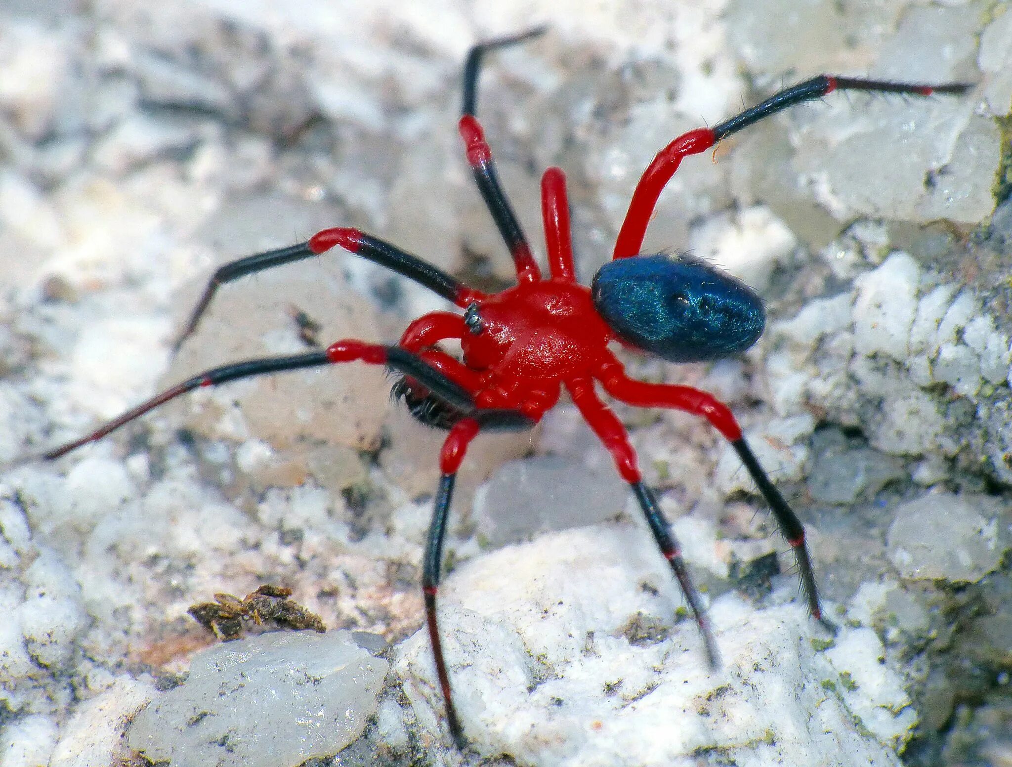Красный паук фото и названия Red-and-black spider Ambicodamus species Spider species, Spider, Red and black s